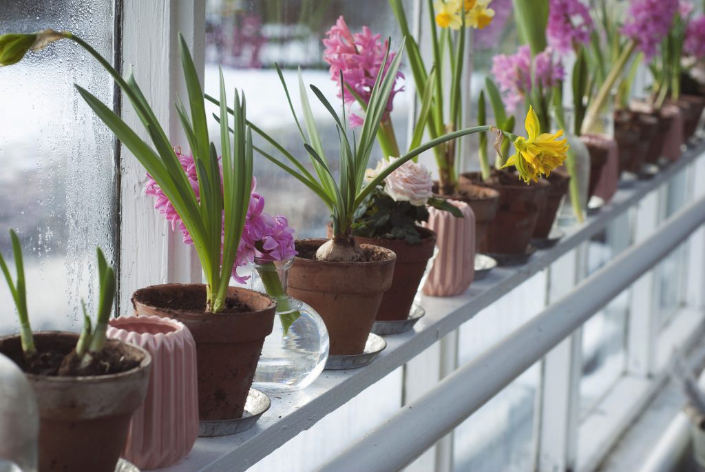 Jak urządzić balkon - rośliny do dekoracji balkonu