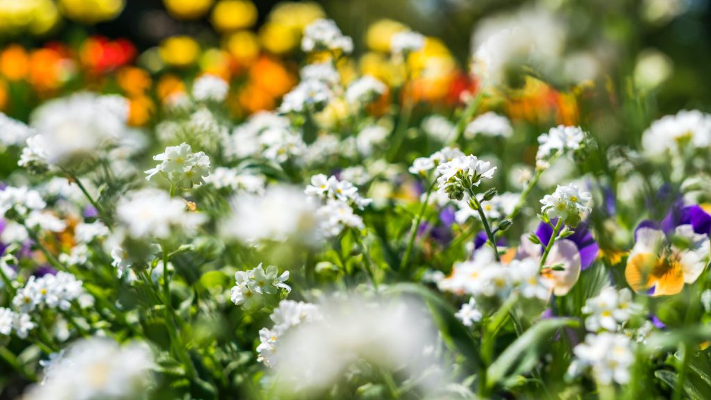 Łąka kwietna w ogrodzie - aranżacje. Różne kwiaty na łące kwiatowej
