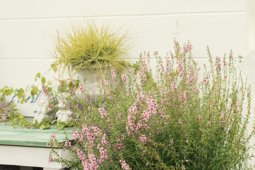 Trawy w ogrodzie - aranżacje