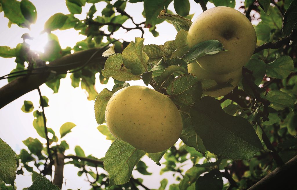Kiedy sadzić drzewka owocowe