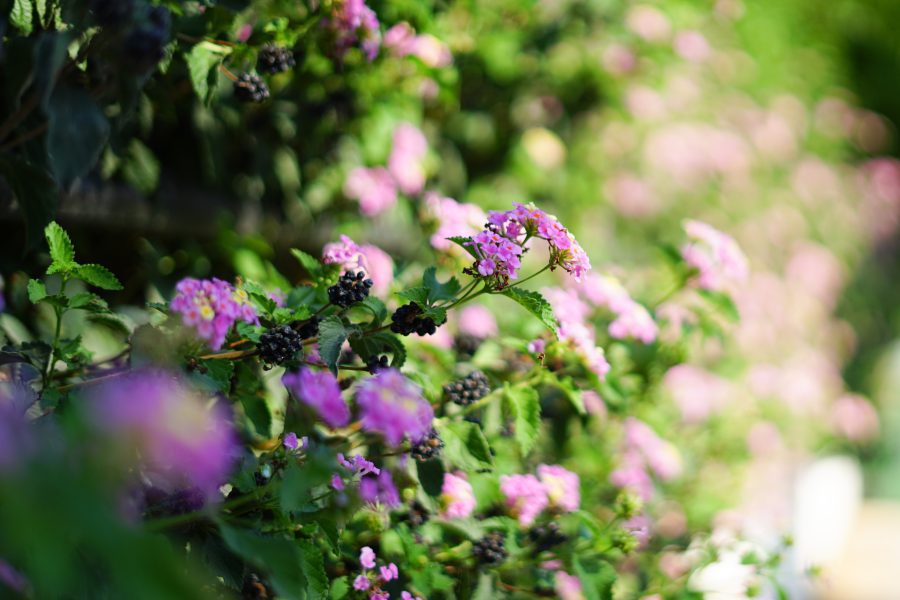 Kolorowy raj: Najpiękniejsze kwitnące krzewy do Twojego ogrodu